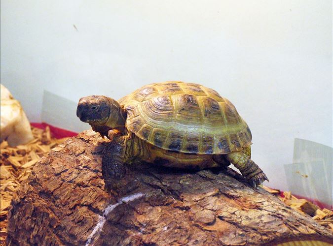 Class Turtle